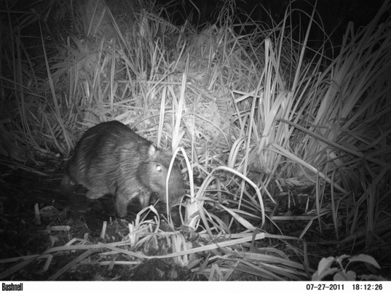 Capivara - Hidrochoerus hydrochaeris