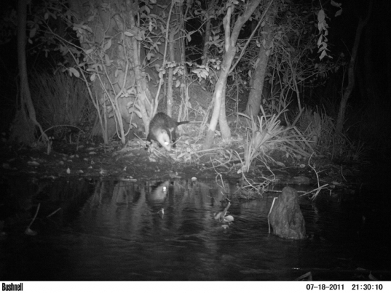 Gambá de orelha branca - Didelphis albiventris