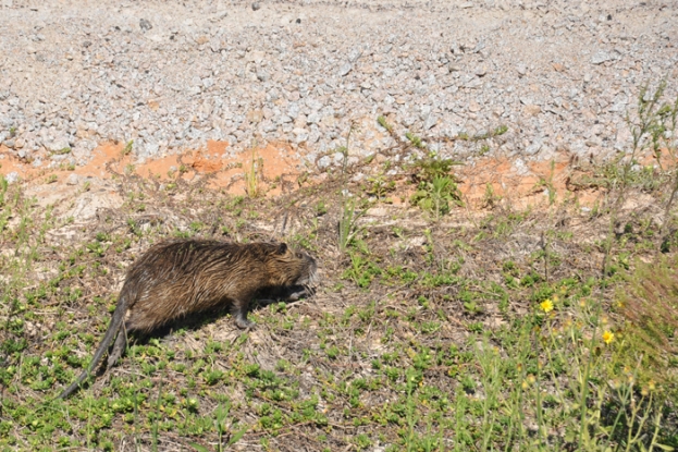 Myocastor coypus