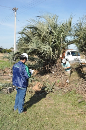 Transplante de butiazeiro - Lote 02 - km 41+080