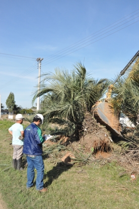 Transplante de butiazeiro - Lote 02 - km 41+080