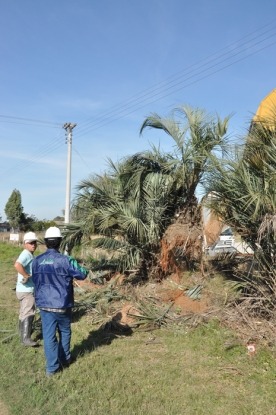 Transplante de butiazeiro - Lote 02 - km 41+080