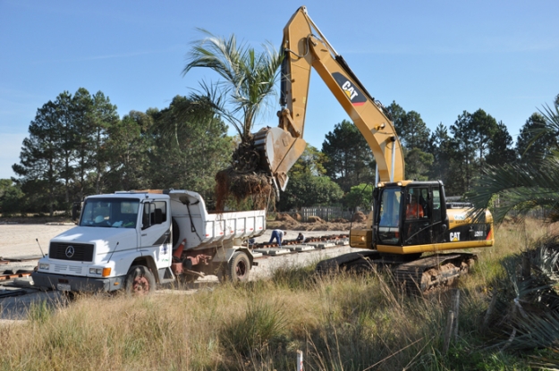 Transplante de butiazeiro - Lote 02 - km 41+080