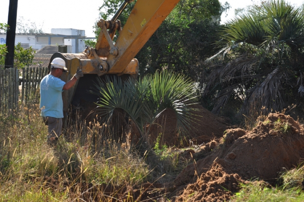 Transplante de butiazeiro - Lote 02 - km 41+080