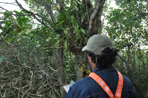 Revisão do transplante de epifitas. Lote 3 - Km 28