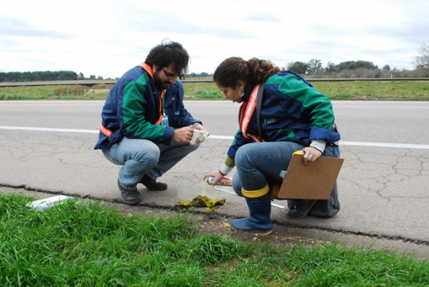 Campanha de Monitoramento de Animais Atropelados - 16/08/2011 - Lote 2 - Km Km 46 + 380