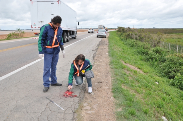 Campanha de Monitoramento de Animais Atropelados - 03/10/2011 - Lote 2 - Km Km 56 + 800