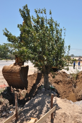 Retirando o excesso de areia na volta da raiz da árvore - Lote 2 - Km 42 + 600