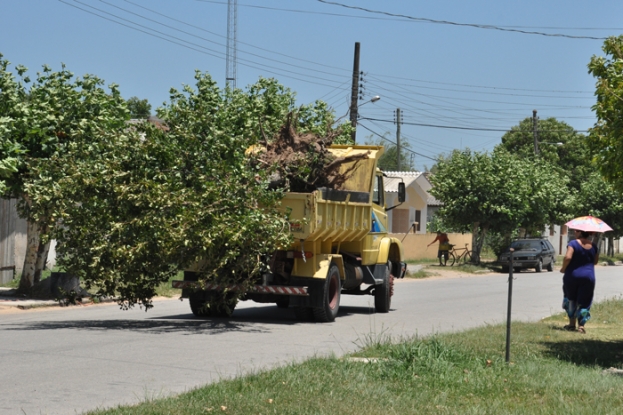 Transportando a árvore para o local do transplante - Lote 2 - Km 42 + 600