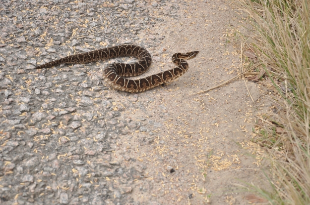 Cobra Cruzeiro - Bothrops alternatus