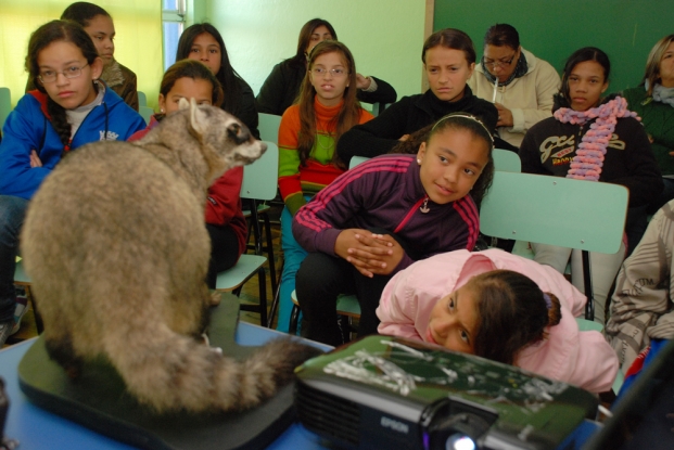 Com um misto de curiosidade e espanto os alunos da E.M.E.F. Viriato Corrêa observam o Mão-pelada taxidermizado.