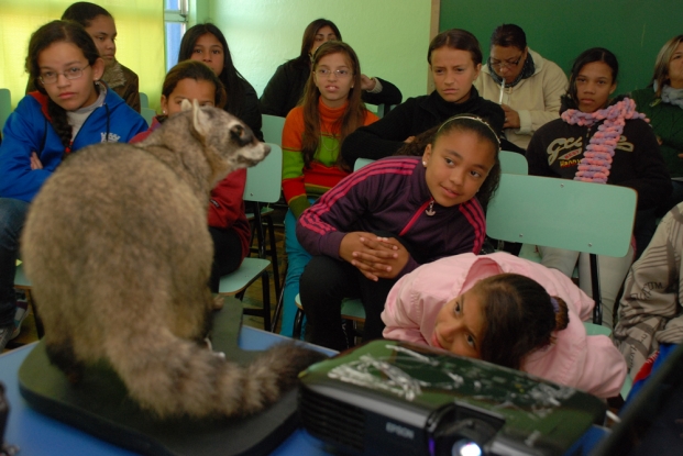 Com um misto de curiosidade e espanto os alunos da E.M.E.F. Viriato Corrêa observam o Mão-pelada taxidermizado.