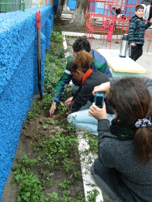 Estudante da E.E.E.F. Alcides Barcelos planta muda de cedro (Cedrela fissilis) no pátio de entrada. A árvore simboliza o nome do bairro onde a escola está situada - 19 de junho de 2012 