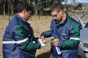 Começa hoje mais uma campanha de atropelamento de fauna