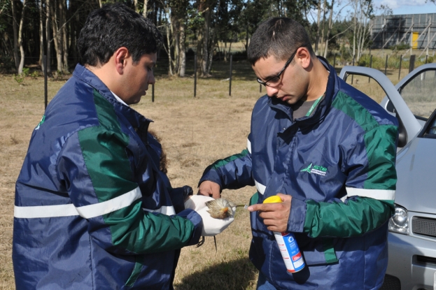 Anu Branco - Guira guira. Equipe da Gestão Ambiental da BR-116/392 realizando procedimento de biometria de fauna atropelada - pico cola.