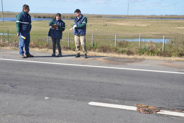 Ratão do Banhado - Myocastor coypus - Equipe da Gestão Ambiental da BR-116/392 aguardando no acostamento para realizar a coleta de dados.