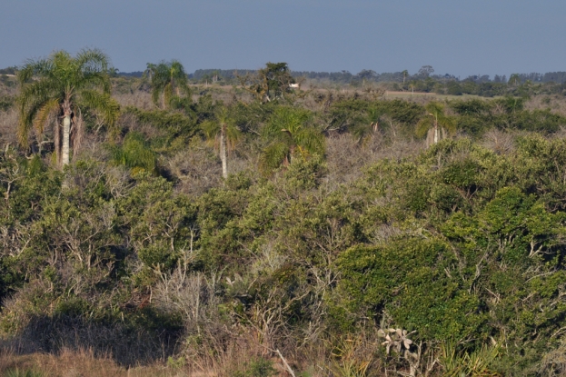 Mata Paludosa localizada no Km 38+800 da BR-392.