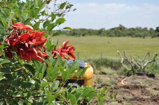 Flor da Corticeira do Banhado.