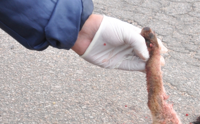 O que diferencia o cachorro-do-campo para o cachorro-do-mato e a pelagem cinza amarelada, predomínio de faixa negra falhada no dorso, cauda farta e focinho afilado.