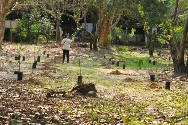 Após a abertura das covas, as mudas foram distribuídas - 24 de Agosto de 2012