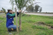 Dia do engenheiro florestal: preservar, propagar, recuperar