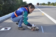 Gestão Ambiental da BR-116/392 conclui 14ª campanha de monitoramento de atropelamento de fauna