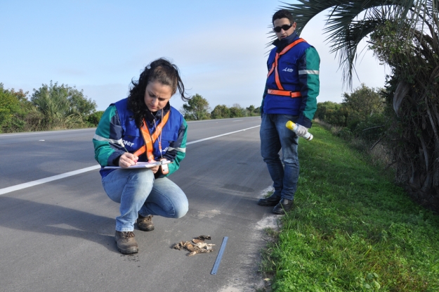 14ª campanha de monitoramento de atropelamento de fauna