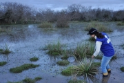 Campanhas de monitoramento de fauna no Contorno de Pelotas abrangem o grupo dos anfíbios