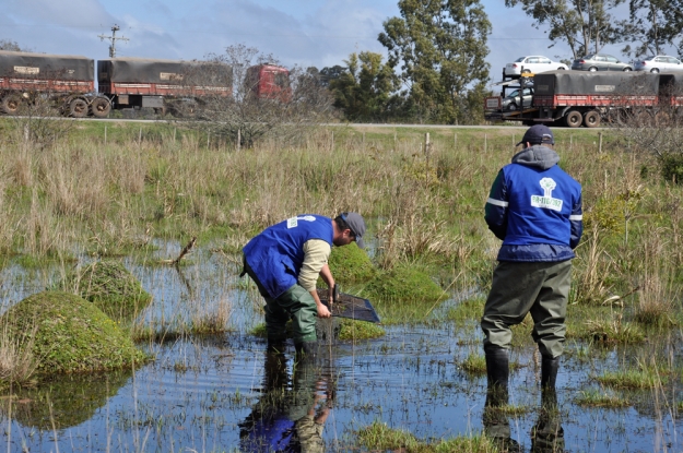 Equipe da Gestão Ambiental realizando captura dos peixes anuais (rivulídeos) para identificação das espécies no charco.