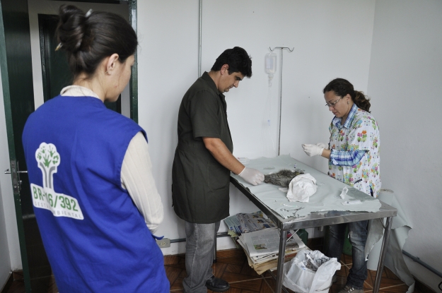 Equipe da Gestão Ambiental encaminhou o ouriço para tratamento no NURFS.